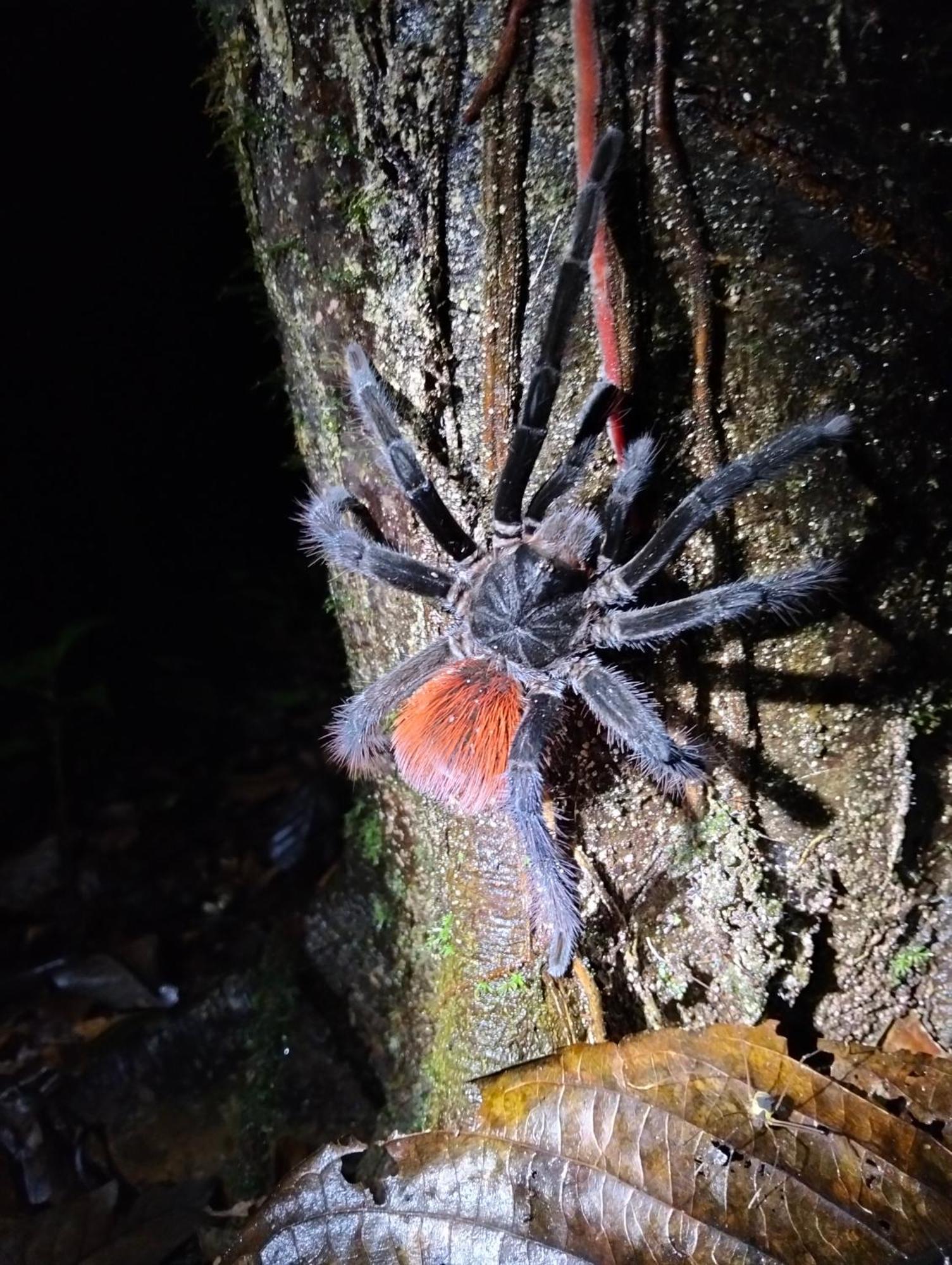 Cabanas Eco Logicas Mu'Ue Loreto Mocagua Kültér fotó